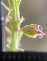 Tamayorkis ehrenbergii