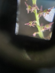 Tamayorkis ehrenbergii