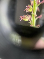 Tamayorkis ehrenbergii