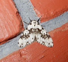 Lymantria fuliginosa