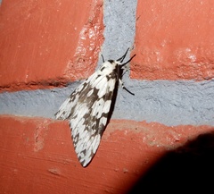 Lymantria fuliginosa