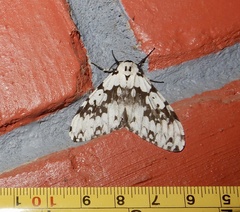 Lymantria fuliginosa