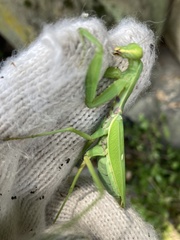 Hierodula patellifera patellifera