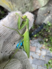 Hierodula patellifera patellifera