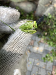 Hierodula patellifera patellifera