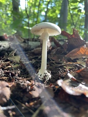 Amanita bisporigera