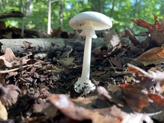 Amanita bisporigera