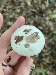 Amanita bisporigera
