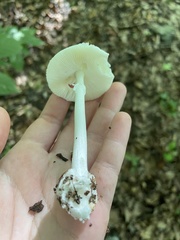 Amanita bisporigera