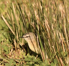 Yellow-Rumped Thornbill photo 6