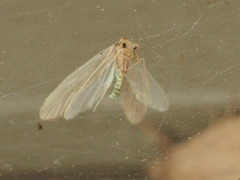 Acentria ephemerella