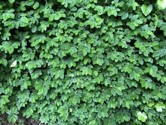 Elatostema parvum