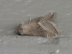 Plagiomimicus spumosum