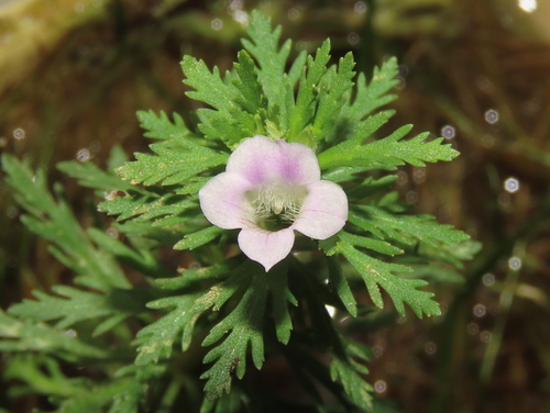 Asian marshweed (Limnophila sessiliflora)