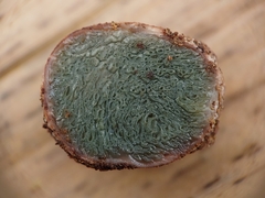 Hysterangium