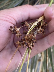 Juncus acutus leopoldii