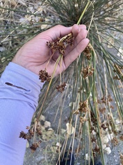 Juncus acutus leopoldii