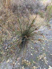 Juncus acutus leopoldii