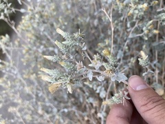 Brickellia nevinii