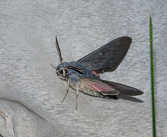 Hyles vespertilio