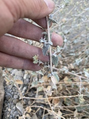 Brickellia nevinii