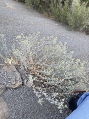Brickellia nevinii