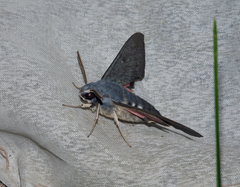 Hyles vespertilio