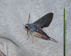 Hyles vespertilio