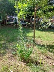 Lilium longiflorum scabrum