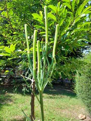 Lilium longiflorum scabrum