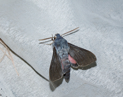 Hyles vespertilio
