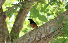 Copsychus malabaricus
