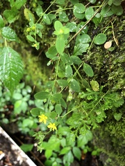 Hypericum taihezanense