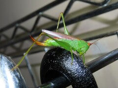 Orchelimum silvaticum