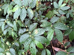 Elatostema parvum