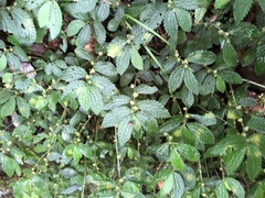 Elatostema parvum
