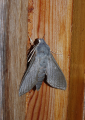 Hyles vespertilio