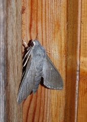 Hyles vespertilio