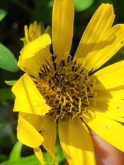 Arnica sachalinensis