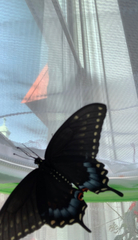 Papilio polyxenes