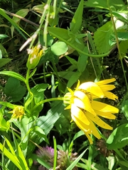 Arnica sachalinensis, photograph trolleway, CC0, iNaturalist via GBIF