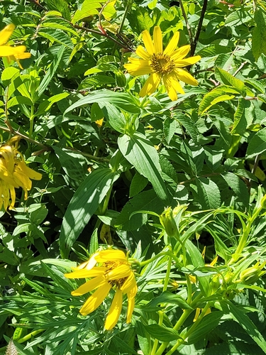 Arnica sachalinensis, photograph 2