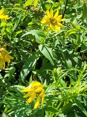 Arnica sachalinensis, photograph trolleway, CC0, iNaturalist via GBIF