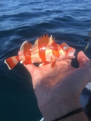 Sebastes rubrivinctus