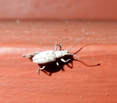 Myllocerus undecimpustulatus