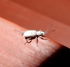 Myllocerus undecimpustulatus