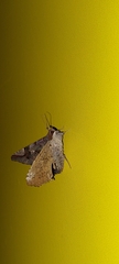 Euclystis guerini