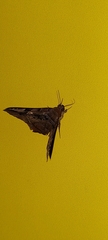 Euclystis guerini