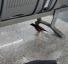 Acridotheres tristis