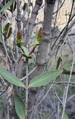 Colliguaja odorifera